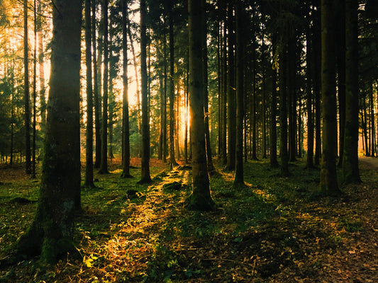 The Role of Trees in Soil Fertility and Nutrient Cycling